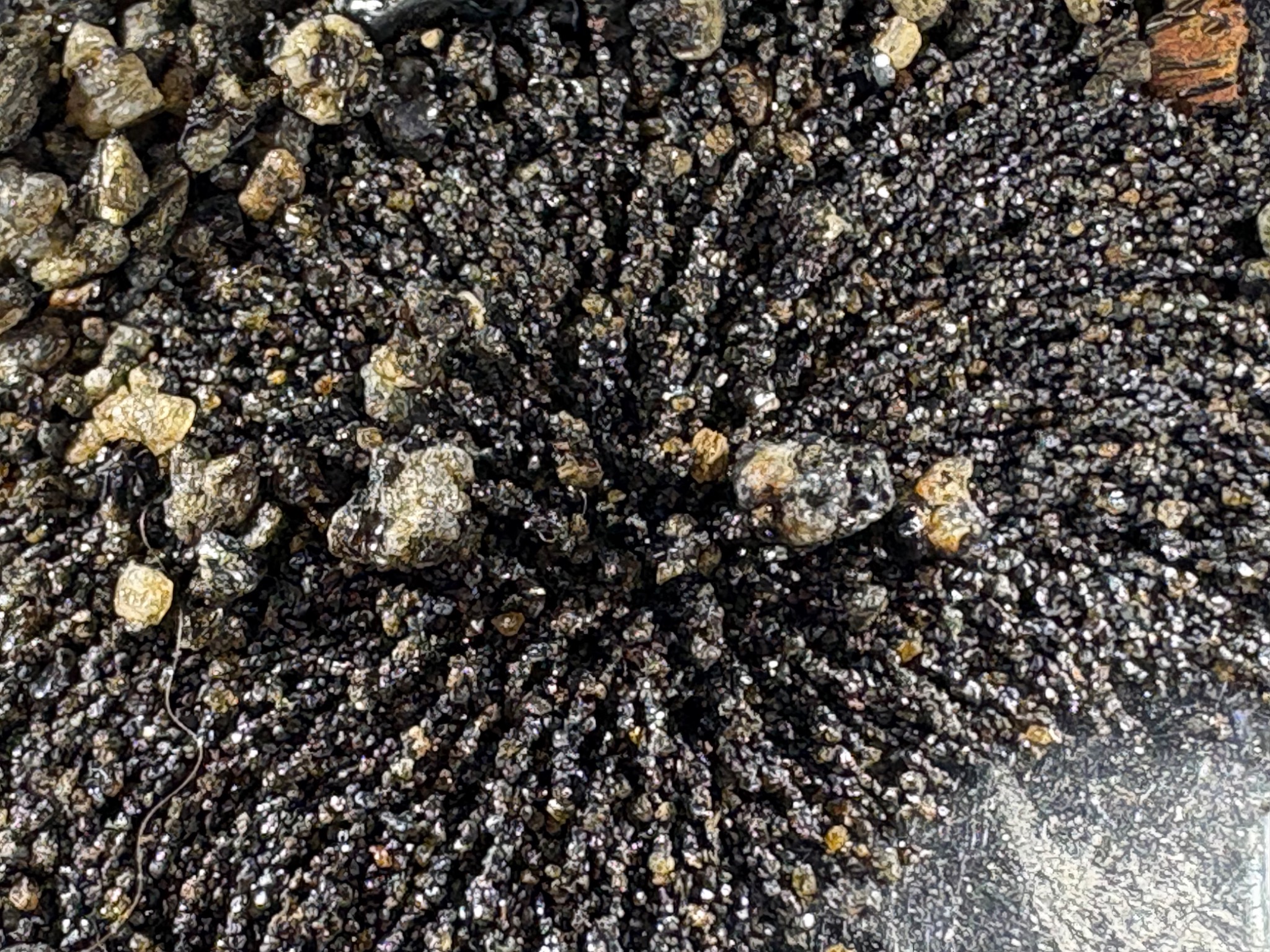 Close view of dark grains forming chain-like arrangements. The author identifies some material as magnet-responsive; magnetic response alone does not distinguish natural minerals from manufactured fragments.